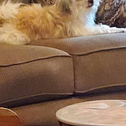 Lucy joined the competition — help win amazing prizes! bowl, coffee_table, couch, cozy, cushion, cute, dog, fluffy, fur, home_interior, living_room, lying_down, patterned_pillow, pet, portrait, relaxed, small_dog, sofa, upholstery, wood_table