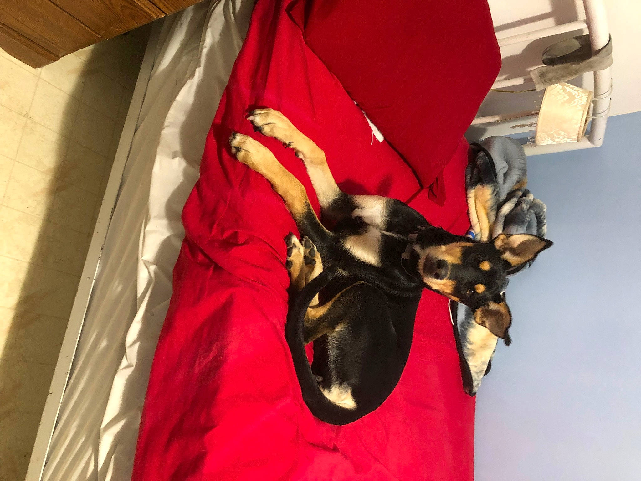 Pretty Girl joined the competition — help win amazing prizes! bag, canidae, carmine, carnivore, companion_dog, costume, dog, dog_breed, dog_collar, dog_supply, eyewear, fashion_accessory, fawn, fictional_character, guard_dog, hat, linens, magenta, personal_protective_equipment, room