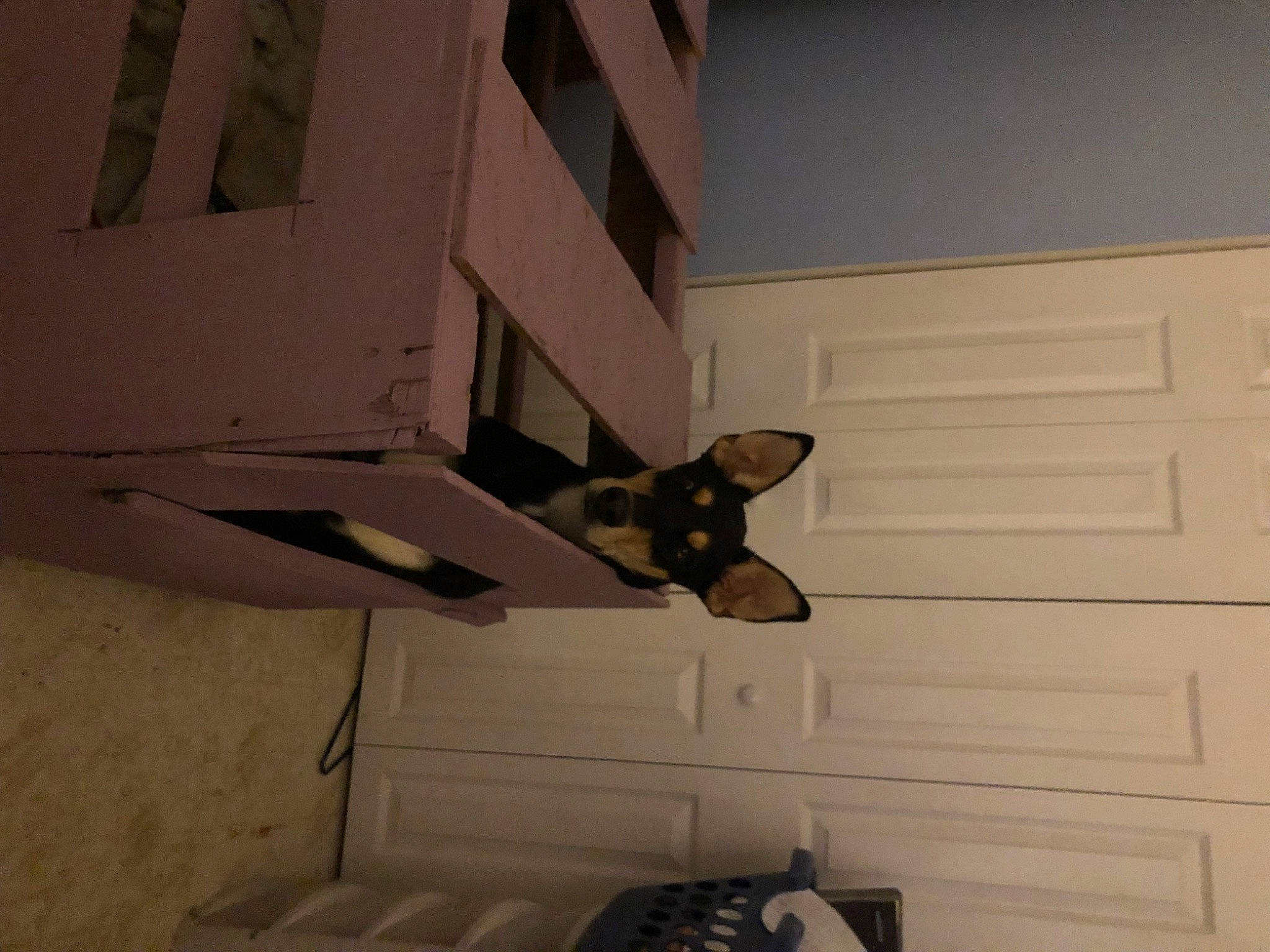 Pretty Girl is registered to the contest to win money with this photo: building, ceiling, door, fawn, felidae, floor, flooring, hardwood, house, plywood, room, small_to_medium_sized_cats, stuffed_toy, tail, telephone, toy, visual_arts, whiskers, window, wood