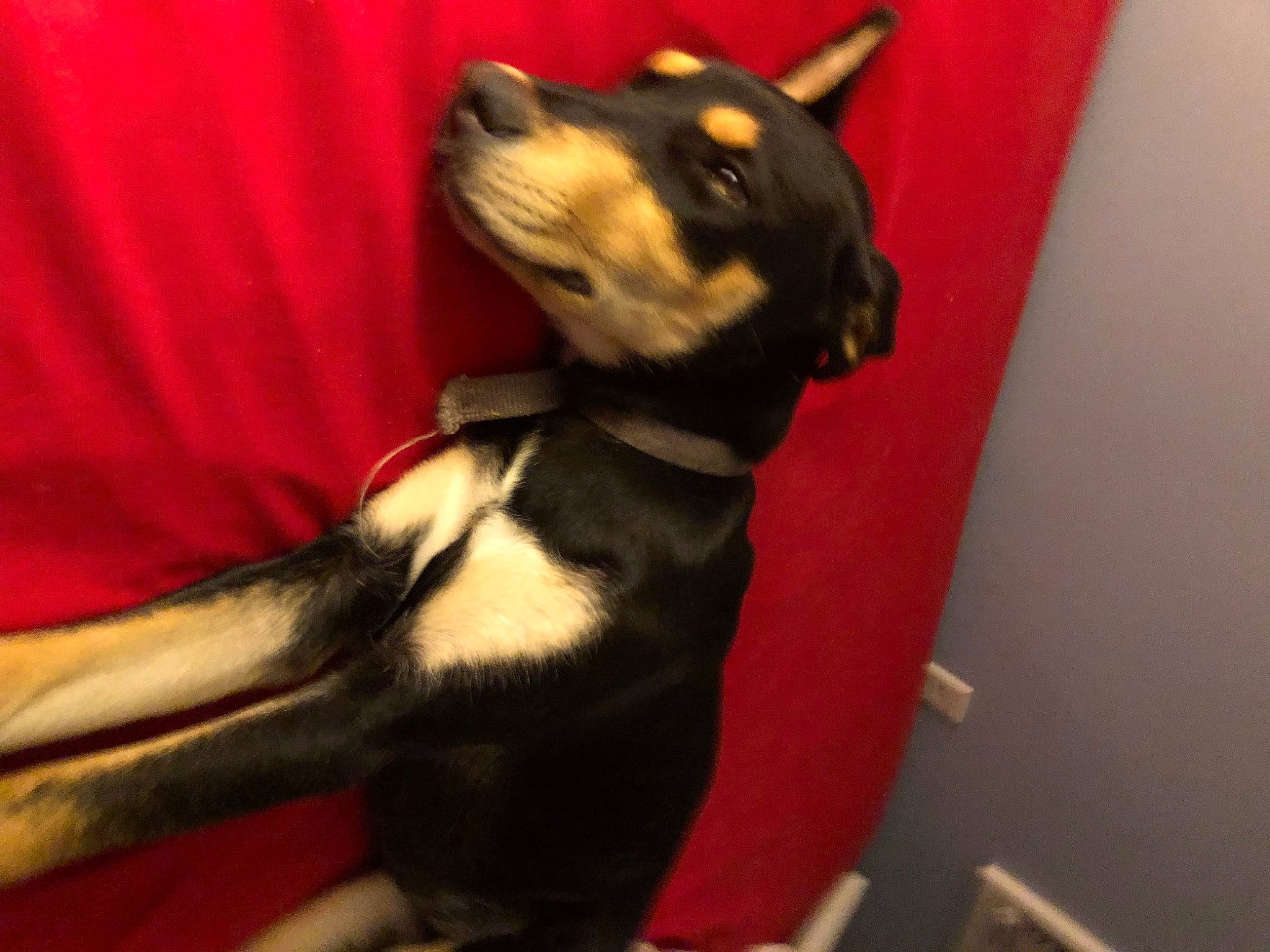 Pretty Girl joined the competition — help win amazing prizes! canidae, carnivore, comfort, companion_dog, curtain, dog, dog_breed, dog_collar, dog_supply, fur, guard_dog, paw, pet_supply, snout, sporting_group, tail, toy_dog, whiskers, working_animal, working_dog