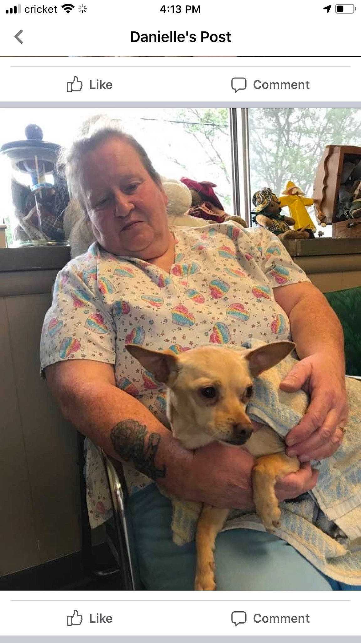 Phinney is registered to the contest to win money with this photo: canidae, carnivore, chair, comfort, companion_dog, dog, dog_breed, fawn, flooring, fur, lap, room, service, sitting, sporting_group