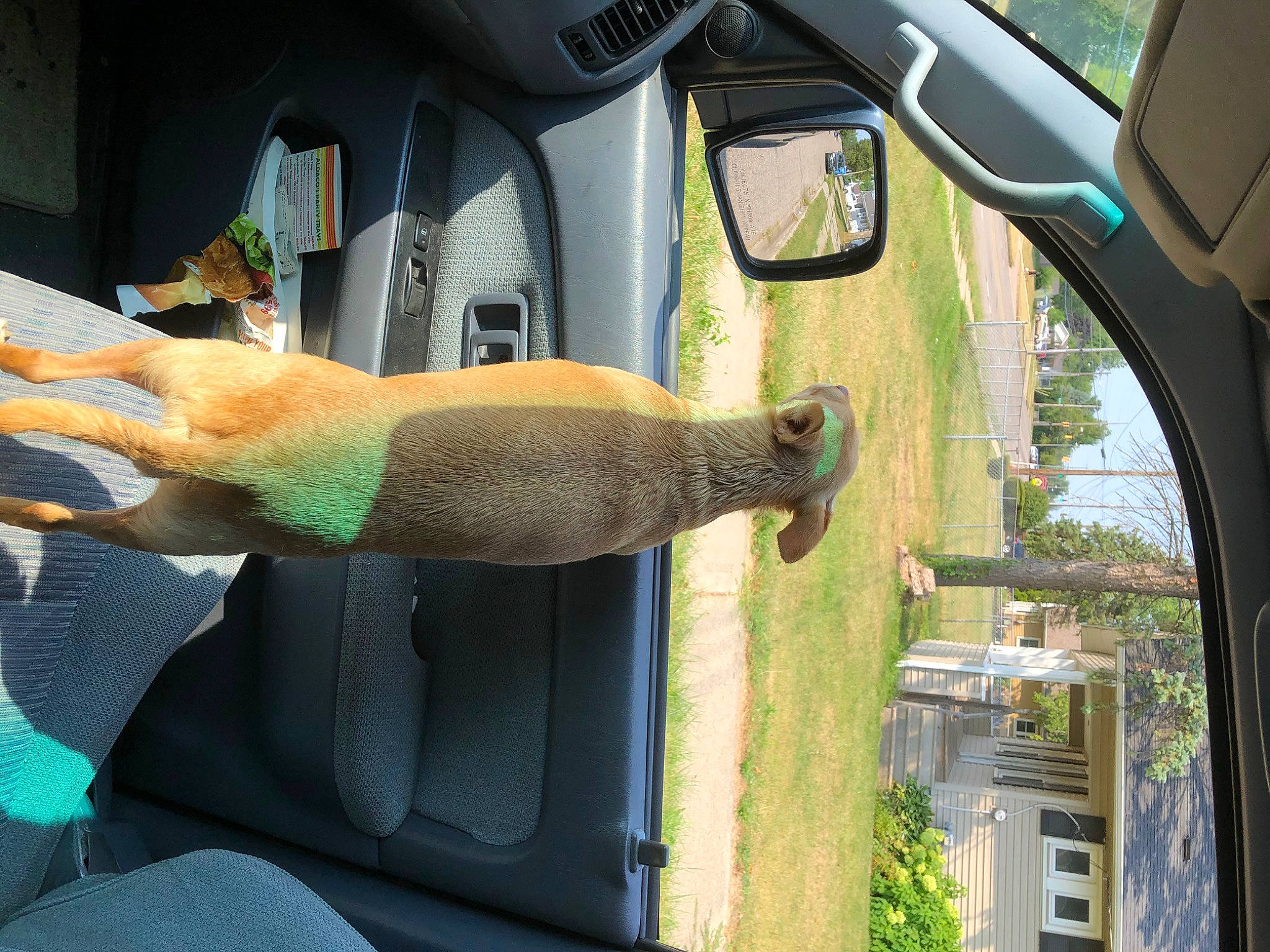 Phinney joined the competition — help win amazing prizes! auto_part, automotive_exterior, automotive_mirror, car, car_seat, family_car, fawn, fish, gesture, grass, hood, motor_vehicle, plant, rear_view_mirror, reptile, tail, vehicle, vehicle_door, window, windshield