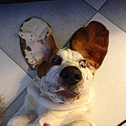 Iggy Pop a rejoint le concours — aidez-le/la à gagner de superbes lots !