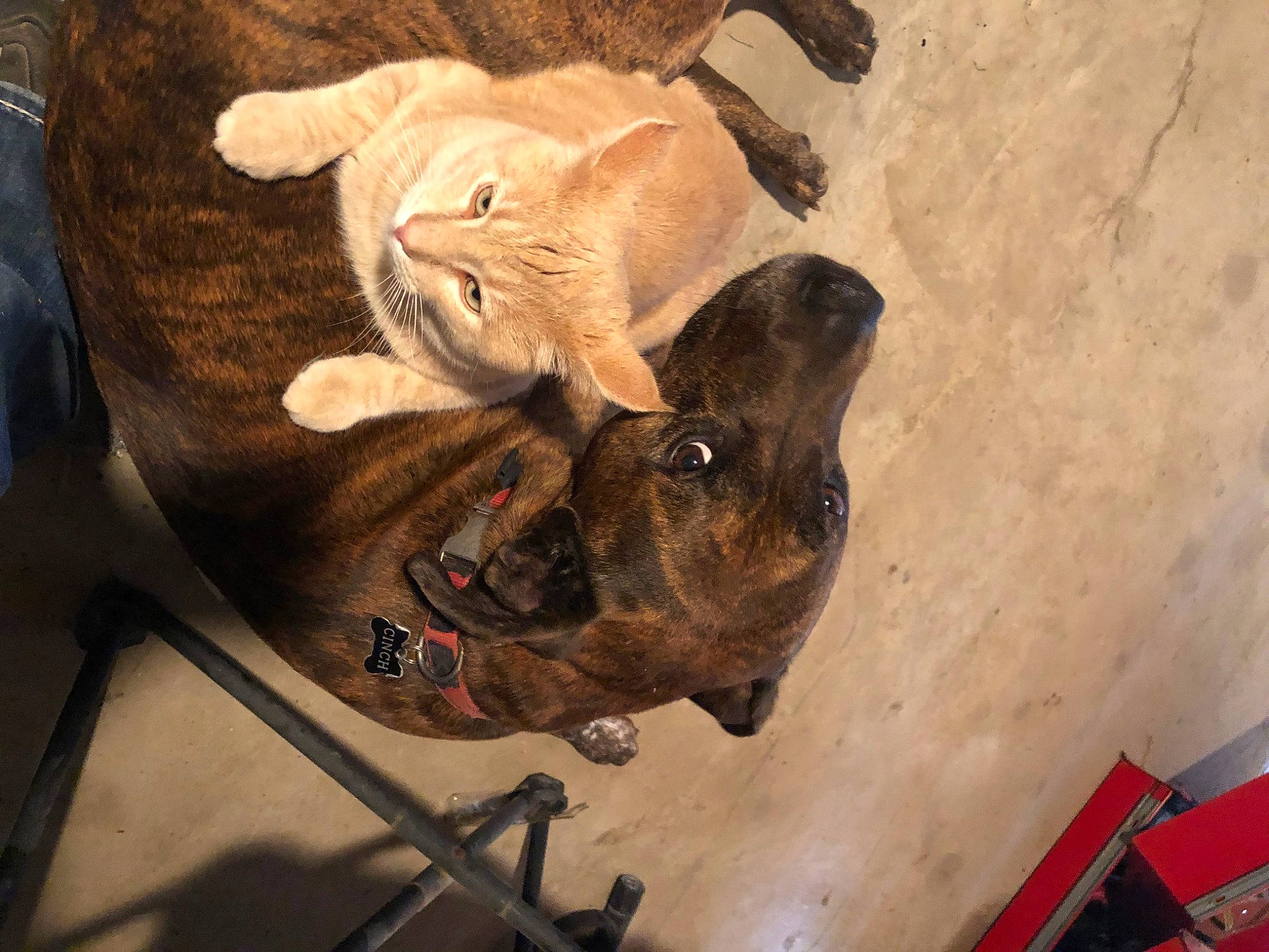 Cinch is registered to the contest to win money with this photo: animal_figure, art, bear, brown_bear, canidae, carnivore, domestic_short_haired_cat, fawn, felidae, fur, plush, small_to_medium_sized_cats, snout, sporting_group, stuffed_toy, terrestrial_animal, visual_arts, whiskers, wood, working_animal