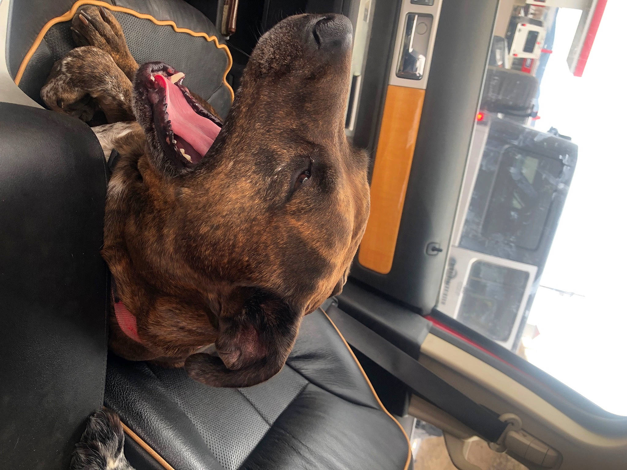 Cinch joined the competition — help win amazing prizes! auto_part, automotive_exterior, canidae, car, car_seat, carnivore, collar, comfort, companion_dog, dog, dog_breed, fawn, fur, liver, snout, vehicle, vehicle_door, whiskers, windshield, working_animal