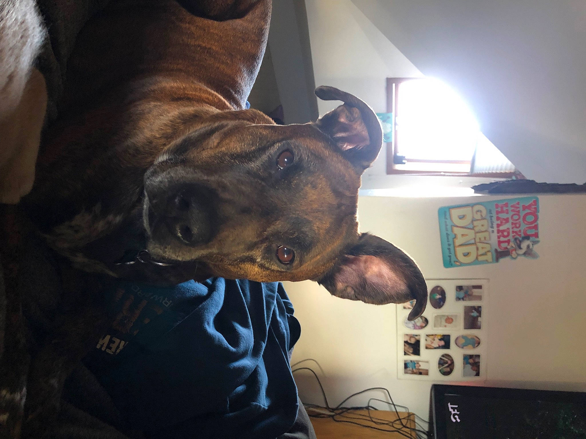 Cinch is registered to the contest to win money with this photo: carnivore, collar, companion_dog, display_device, dog, dog_breed, dog_collar, ear, fawn, fur, gadget, guard_dog, hat, jaw, machine, military_camouflage, sporting_group, whiskers, working_animal, working_dog