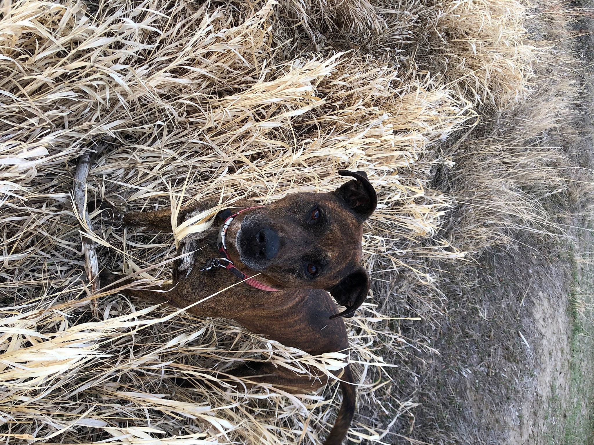 Cinch joined the competition — help win amazing prizes! canidae, carnivore, dog, dog_breed, fawn, fur, grass, landscape, mirror, plant, safari, snout, soil, sporting_group, terrestrial_animal, trunk, twig, wildlife, wood, working_animal