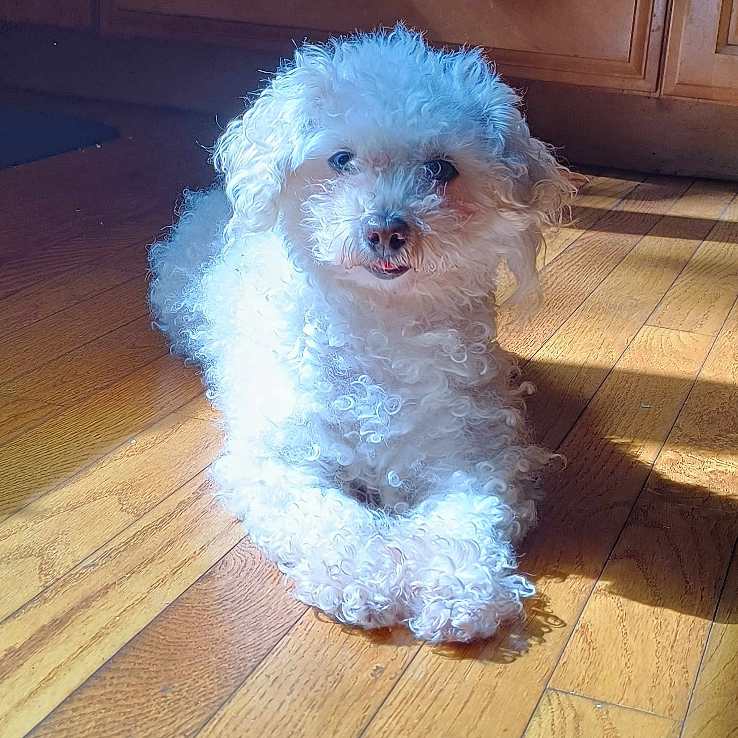 Dream is registered to the contest to win money with this photo: animal, canine, companion, cozy, curly_fur, cute, dog, domestic_animal, flooring, furry, home, indoor, natural_light, paw, pet, portrait, relaxed, sunlight, white_dog, wooden_floor