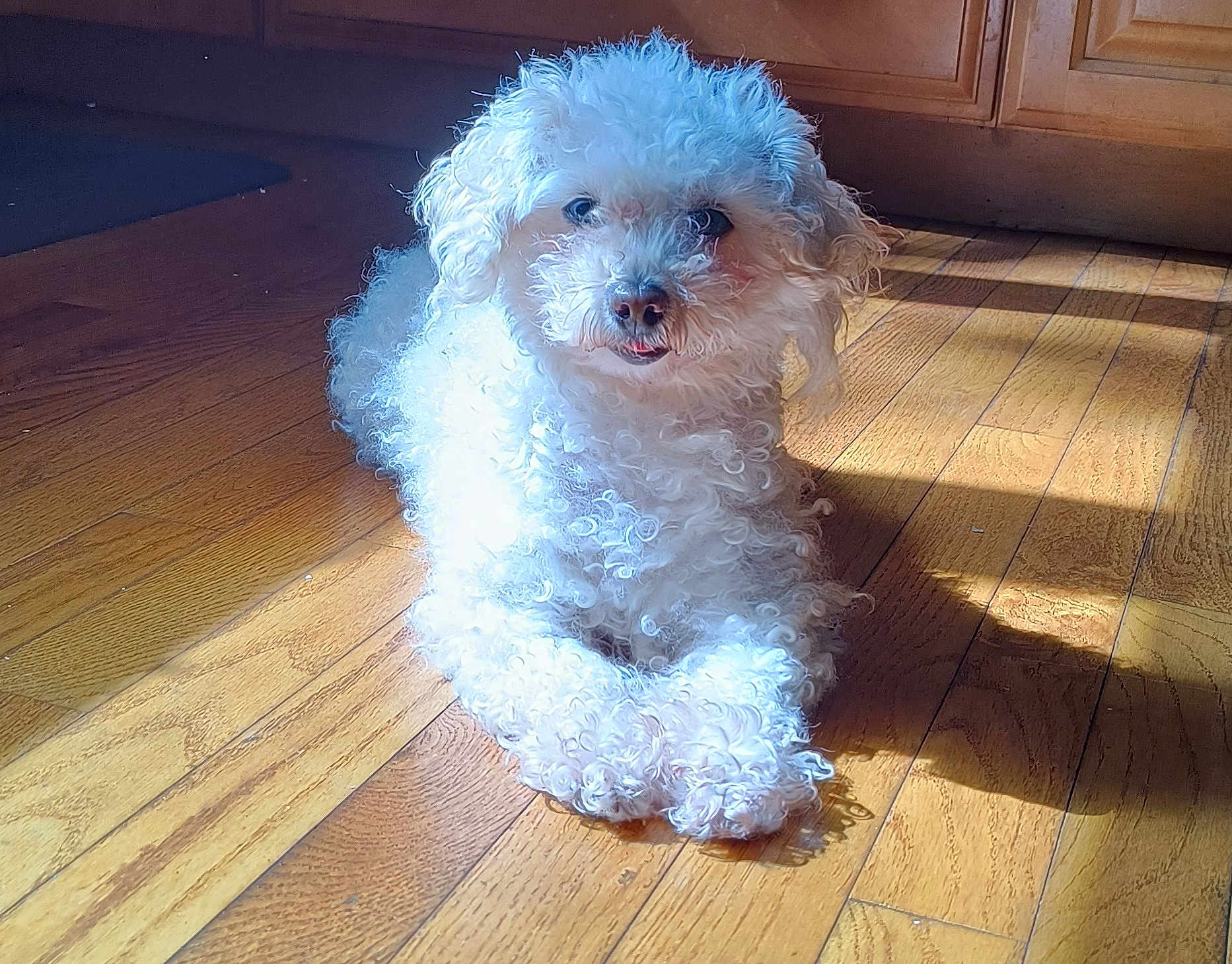 Dream is registered to the contest to win money with this photo: dog, curly_fur, white_dog, wooden_floor, sunlight, indoor, pet, canine, paw, relaxed, furry, animal, cute, companion, domestic_animal, flooring, natural_light, home, cozy, portrait
