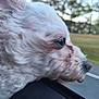 Dream joined the competition — help win amazing prizes! dog, white, curly_fur, side_view, car_window, outdoor, blurred_background, road, trees, nature, pet, animal, fur, close_up, head, profile, travel, motion, happy, canine