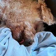 Dream is registered to the contest to win money with this photo: dog, curly_fur, blanket, blue_blanket, lying_down, tongue_out, cozy, relaxed, pet, canine, fur, couch, indoor, sleeping, close_up, fluffy, resting, domestic_animal, animal, companion