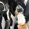 dog, poodle, ice_cream, car_interior, hand, licking, black_and_white, pet, vehicle, fur, seat, window, collar, treat, canine, animal, summer, food, dessert, cute