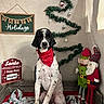 dog, red_bandana, holiday_decor, christmas_tree, garland, ornaments, snowman_decoration, elf_plush, santa_plush, red_wagon, blanket, sign, wall, indoor, festive, holiday, pet, cute, decorations, seasonal