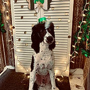 Diesel joined the competition — help win amazing prizes! dog, black_and_white, small_hat, st_patricks_day, shamrock, string_lights, festive, indoor, carpet, wooden_wall, decorations, holiday, cute, pet, sitting, fluffy_paws, portrait, celebration, cozy, adorable