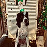 dog, black_and_white, small_hat, st_patricks_day, shamrock, string_lights, festive, indoor, carpet, wooden_wall, decorations, holiday, cute, pet, sitting, fluffy_paws, portrait, celebration, cozy, adorable