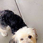 Dolce is registered to the contest to win money with this photo: dog, small_dog, black_and_white, fluffy_fur, happy, tongue_out, leash, concrete_floor, sidewalk, pet, animal, canine, outdoor, close_up, cute, smiling, fur, ears, tail, collar