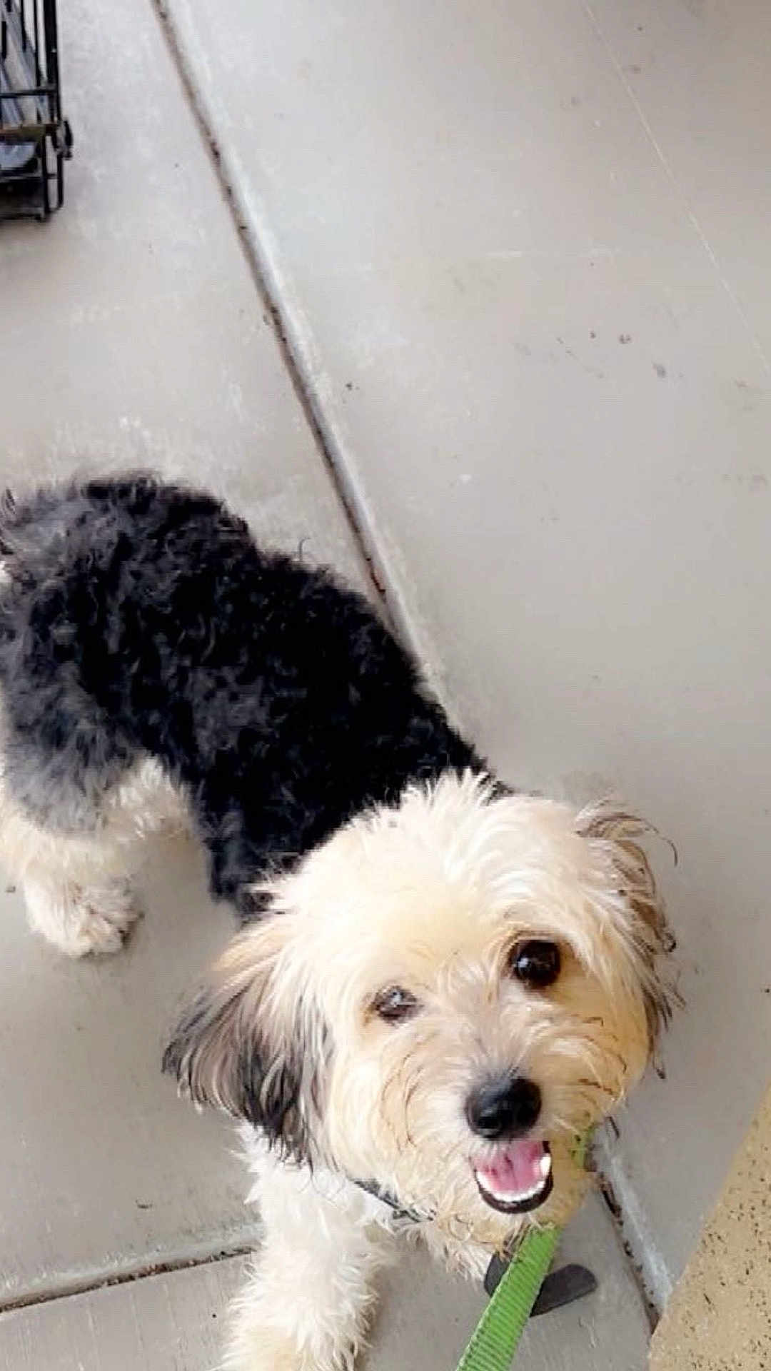 Dolce is registered to the contest to win money with this photo: dog, small_dog, black_and_white, fluffy_fur, happy, tongue_out, leash, concrete_floor, sidewalk, pet, animal, canine, outdoor, close_up, cute, smiling, fur, ears, tail, collar