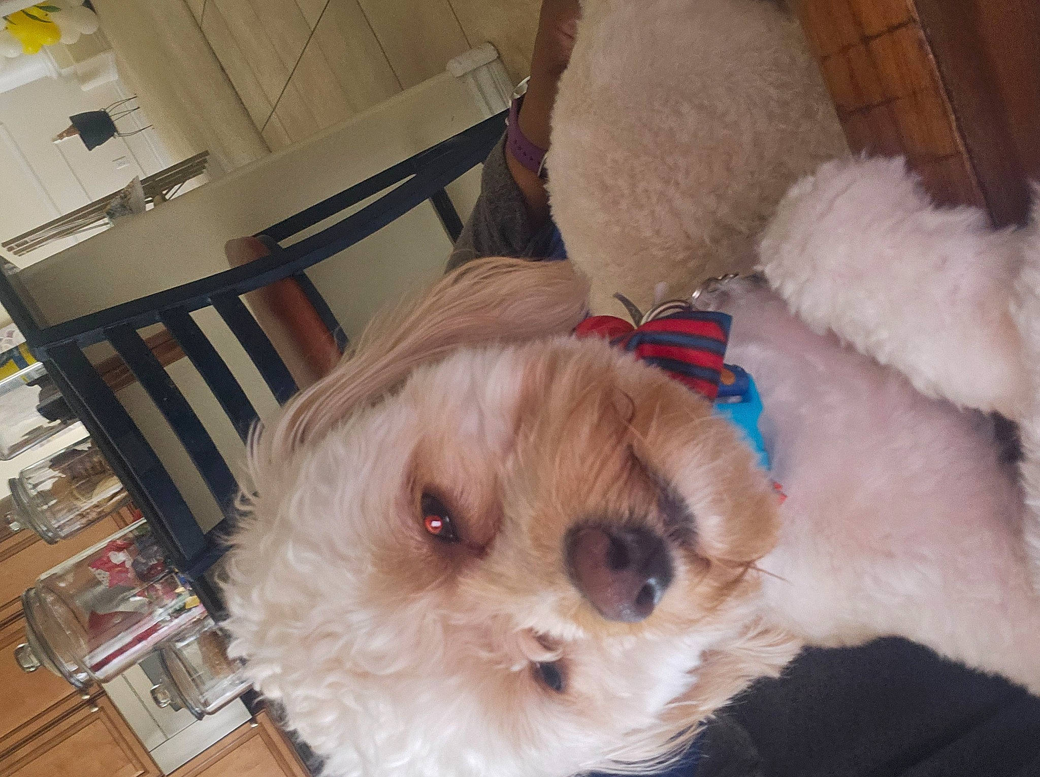 Furnando joined the competition — help win amazing prizes! carnivore, companion_dog, dog, dog_breed, dog_supply, fawn, flooring, fur, hardwood, labradoodle, pet_supply, shelf, shih_poo, small_terrier, snout, sporting_group, terrier, toy, toy_dog, working_animal