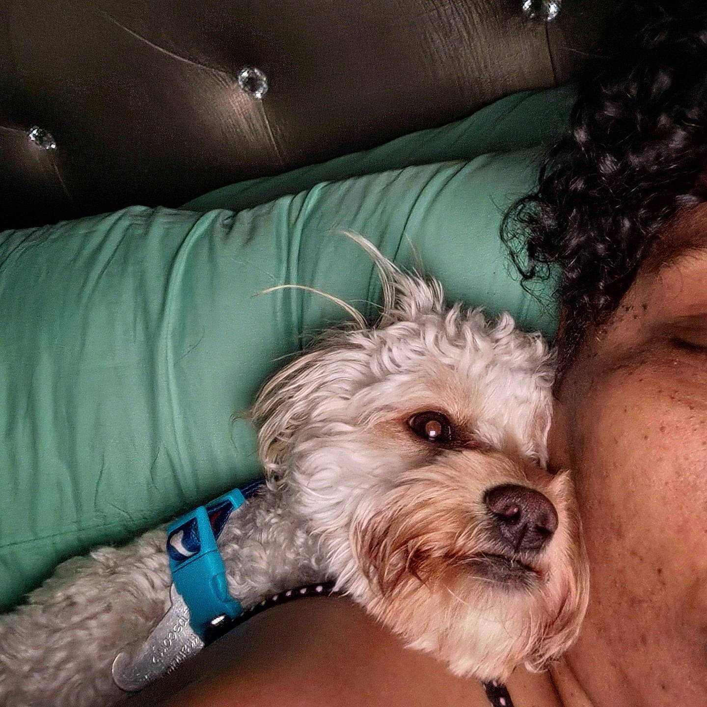 Furnando is registered to the contest to win money with this photo: canidae, carnivore, comfort, companion_dog, dog, dog_breed, dog_collar, eyewear, fur, happy, love, maltepoo, paw, puppy_love, sitting, small_terrier, snout, sporting_group, toy_dog, working_animal