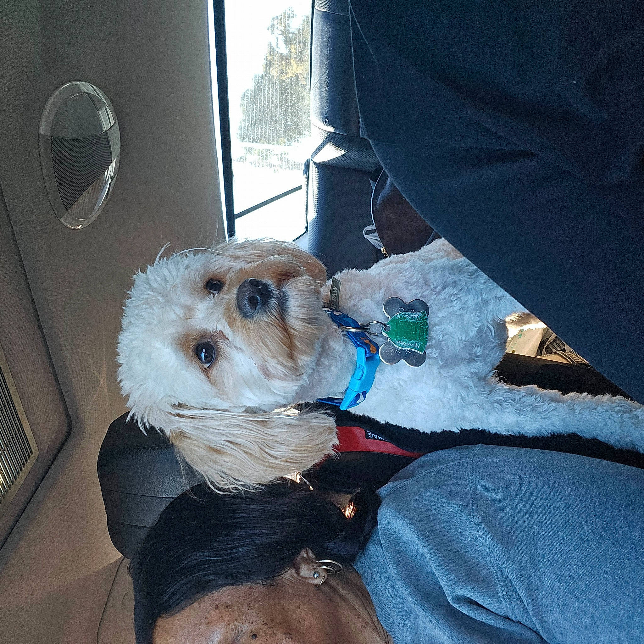 Furnando is registered to the contest to win money with this photo: canidae, carnivore, companion_dog, dog, dog_breed, dog_clothes, dog_supply, fawn, fur, labradoodle, puppy_love, seat_belt, small_terrier, snout, stuffed_toy, terrier, toy, toy_dog, vehicle, working_animal