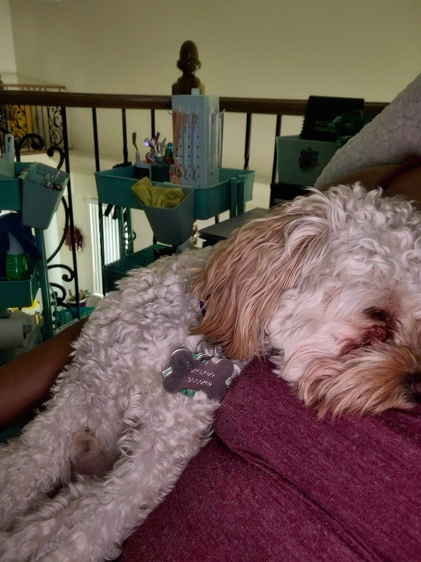 Furnando joined the competition — help win amazing prizes! carnivore, chair, comfort, companion_dog, dog, dog_breed, flooring, fur, grey, labradoodle, non_sporting_group, plant, poodle_crossbreed, room, small_terrier, sporting_group, terrier, toy_dog, working_animal, yorkipoo