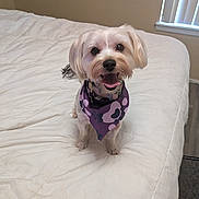 Pearl is registered to the contest to win money with this photo: bandana, bed, bedroom, blinds, canine, collar, cute, dog, floppy_ears, happy, indoors, long_hair, pet, portrait, purple, sitting, small_dog, smiling, white_bedding, window