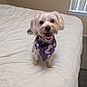 bandana, bed, bedroom, blinds, canine, collar, cute, dog, floppy_ears, happy, indoors, long_hair, pet, portrait, purple, sitting, small_dog, smiling, white_bedding, window