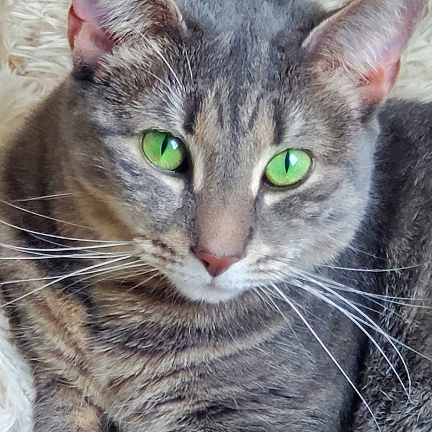 Nala is registered to the contest to win money with this photo: abyssinian, angora, animal, cat, egyptiancat, kitten, manx, pet