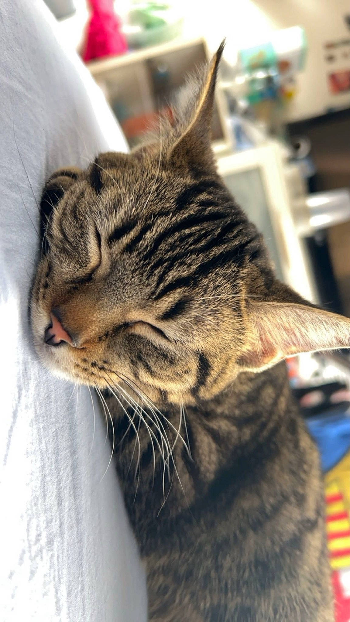 étoile a rejoint le concours — aidez-le/la à gagner de superbes lots ! carnivore, cat, claw, domestic_short_haired_cat, felidae, fur, paw, small_to_medium_sized_cats, snout, terrestrial_animal, whiskers, window