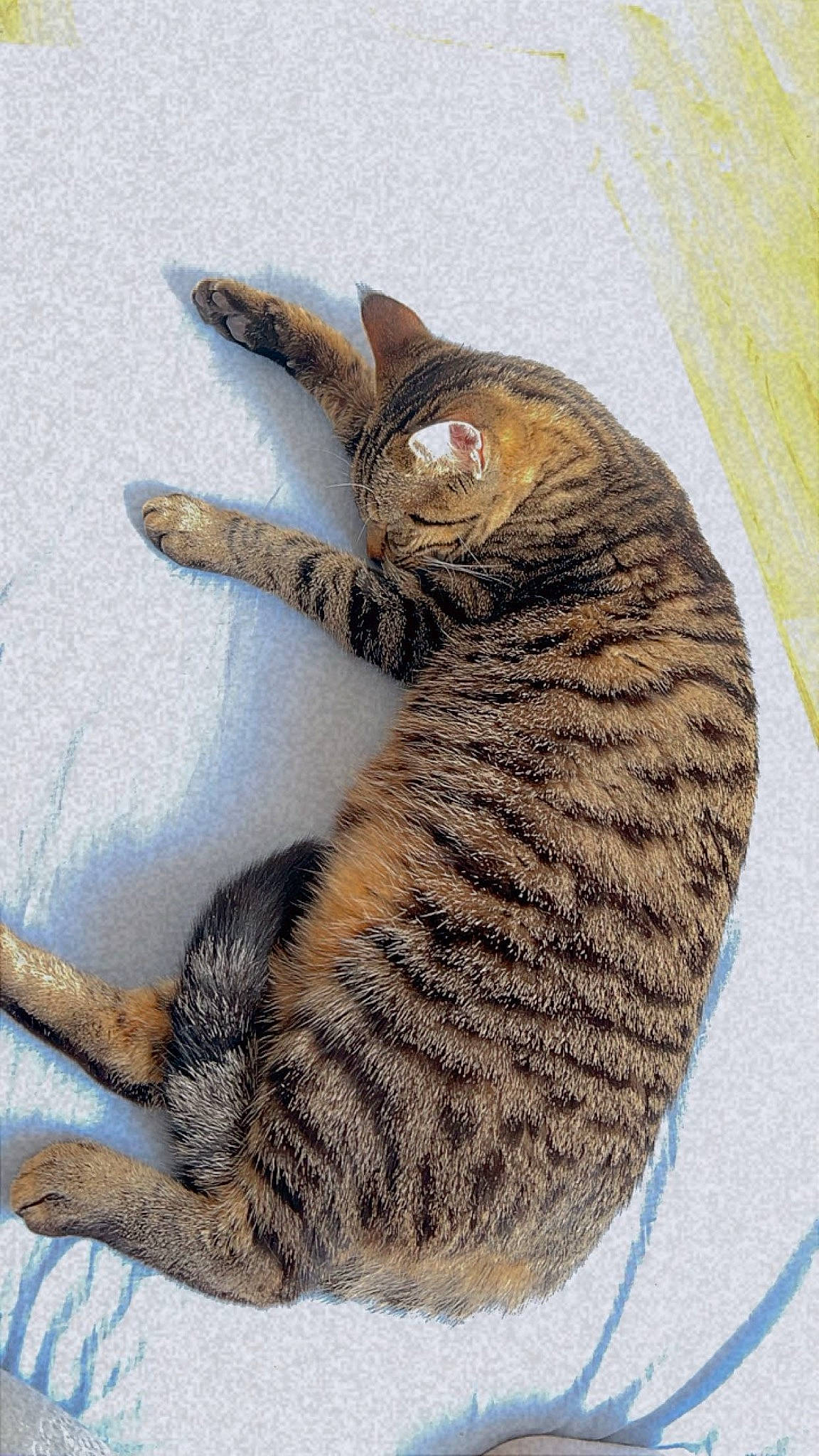étoile participe au concours pour gagner de l'argent avec cette photo : carnivore, cat, claw, comfort, domestic_short_haired_cat, felidae, foot, fur, paw, small_to_medium_sized_cats, snout, tail, terrestrial_animal, whiskers, wildlife
