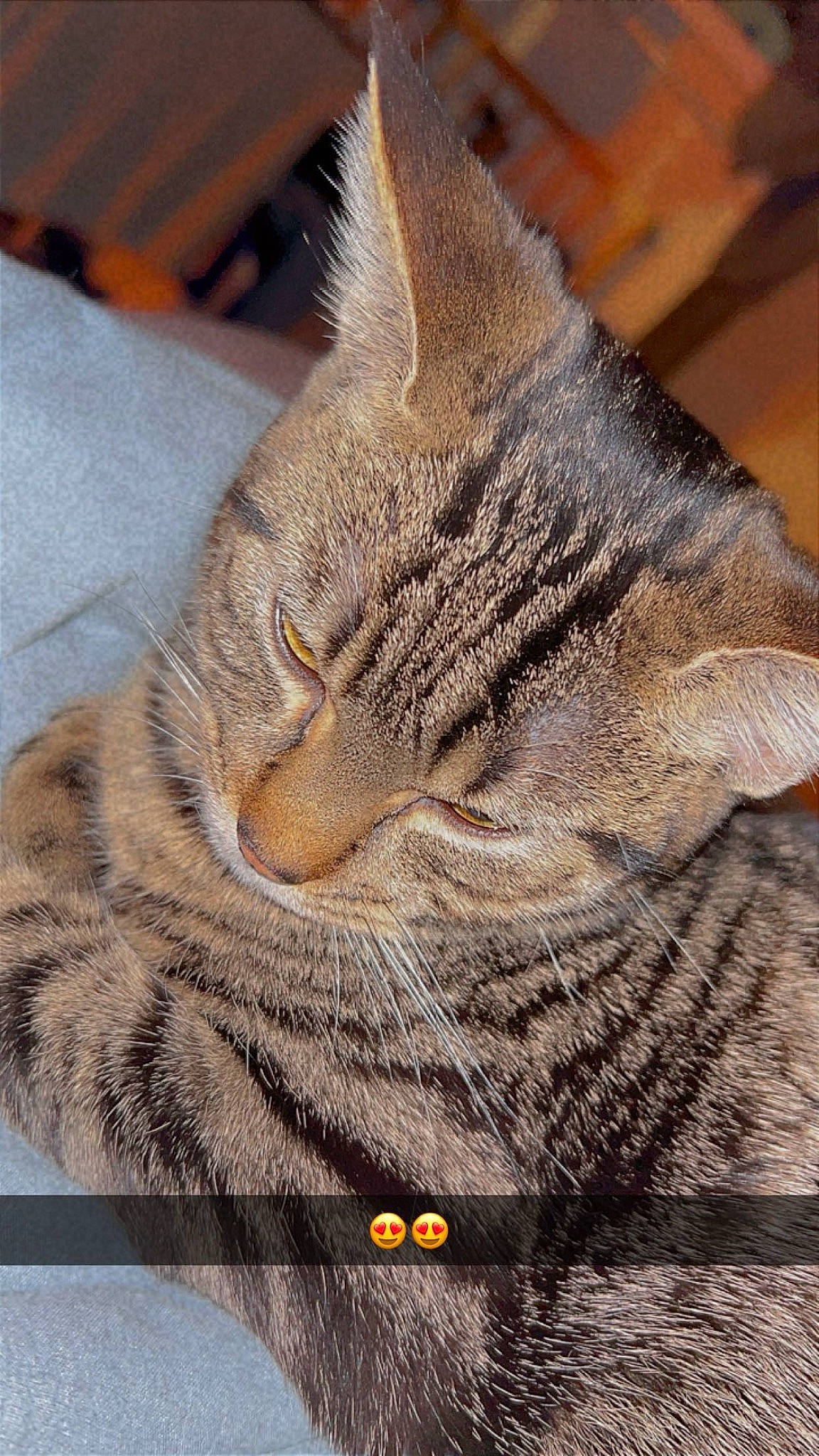 étoile participe au concours pour gagner de l'argent avec cette photo : carnivore, cat, claw, domestic_short_haired_cat, eye, felidae, fur, paw, small_to_medium_sized_cats, snout, terrestrial_animal, whiskers, wildlife, window