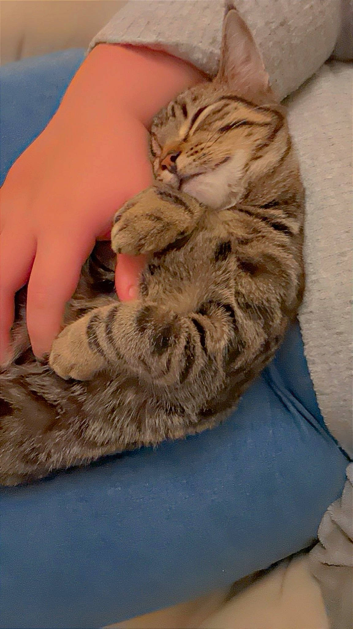 étoile a rejoint le concours — aidez-le/la à gagner de superbes lots ! carnivore, cat, claw, comfort, domestic_short_haired_cat, fawn, felidae, foot, fur, gesture, hand, leg, nail, nap, paw, small_to_medium_sized_cats, snout, tail, toe, whiskers