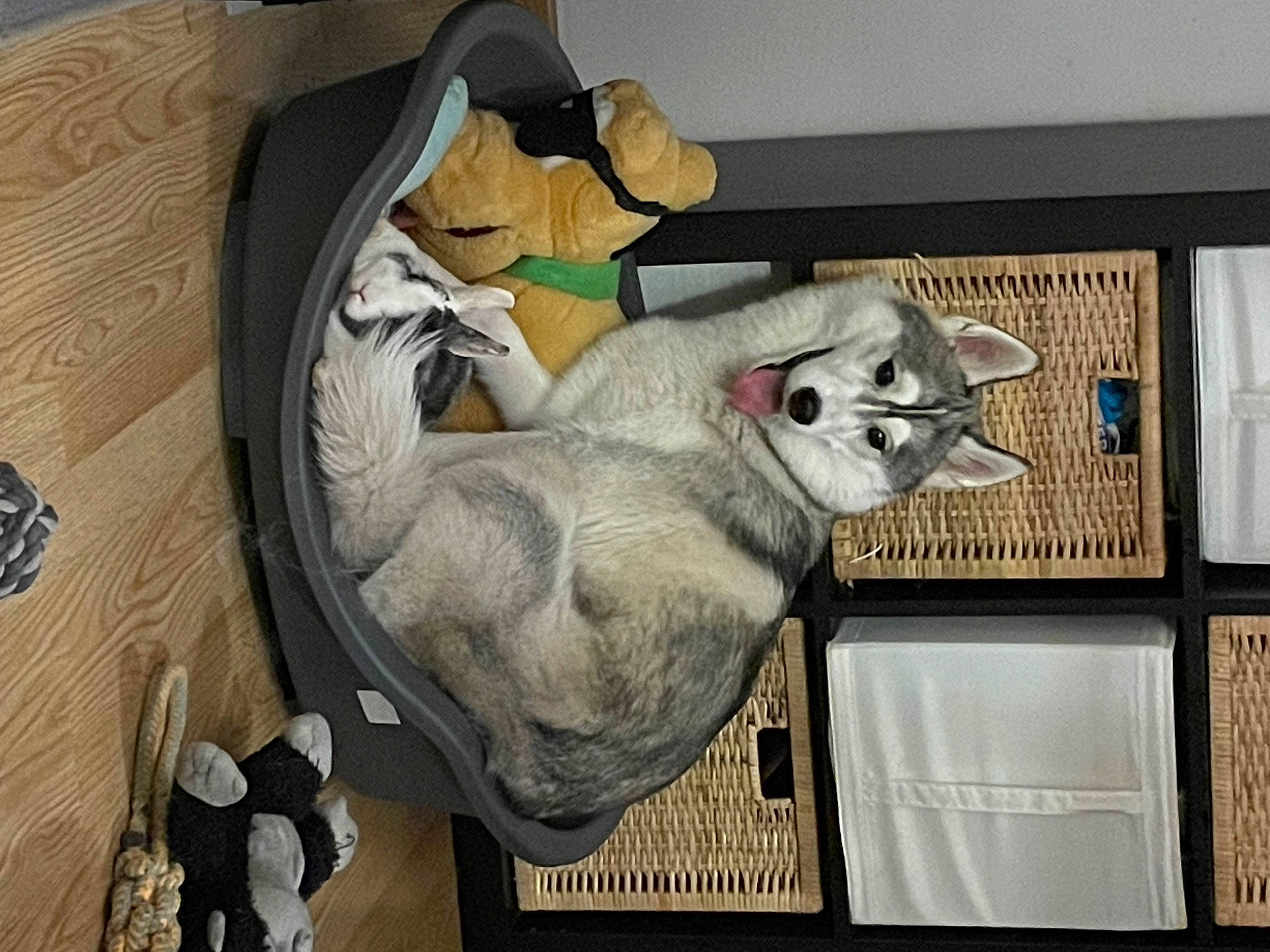 Naya participe au concours pour gagner de l'argent avec cette photo : art, cat, comfort, domestic_short_haired_cat, felidae, fur, picture_frame, room, shelf, small_to_medium_sized_cats, tail, visual_arts, whiskers, wood, working_animal