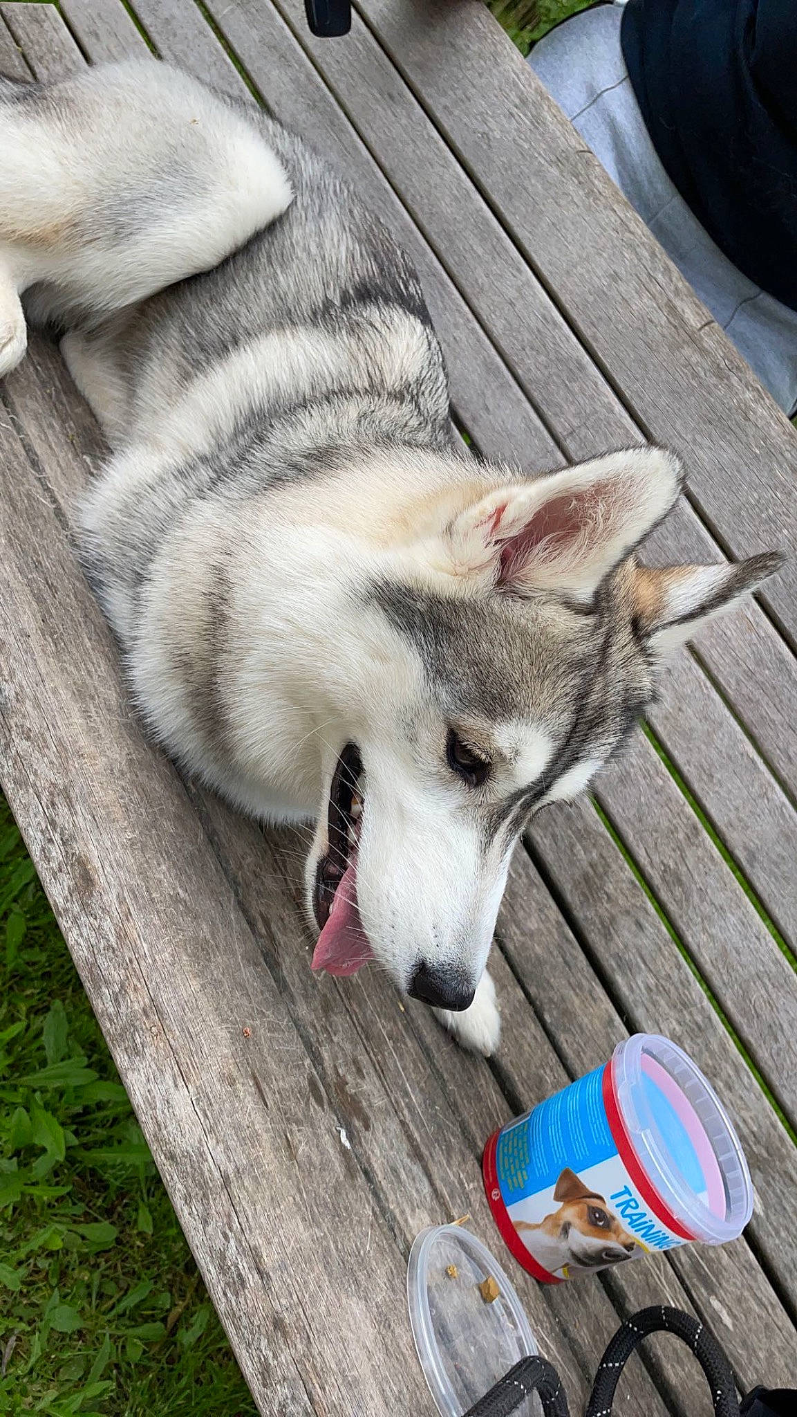 Naya participe au concours pour gagner de l'argent avec cette photo : carnivore, collar, companion_dog, cutlery, dog, dog_breed, fawn, foot, fur, grass, kitchen_utensil, siberian_husky, sled_dog, sporting_group, tableware, tail, terrestrial_animal, whiskers, wolf, wood