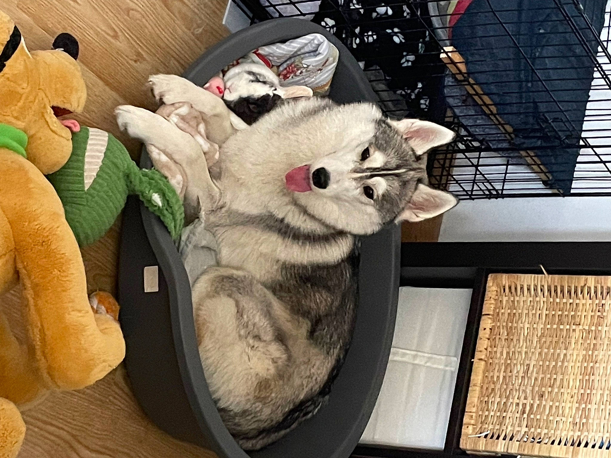 Naya a rejoint le concours — aidez-le/la à gagner de superbes lots ! carmine, carnivore, cat, comfort, domestic_short_haired_cat, felidae, foot, fur, fur_clothing, mesh, paw, plush, small_to_medium_sized_cats, snout, sportswear, stuffed_toy, tail, toy, whiskers, wool