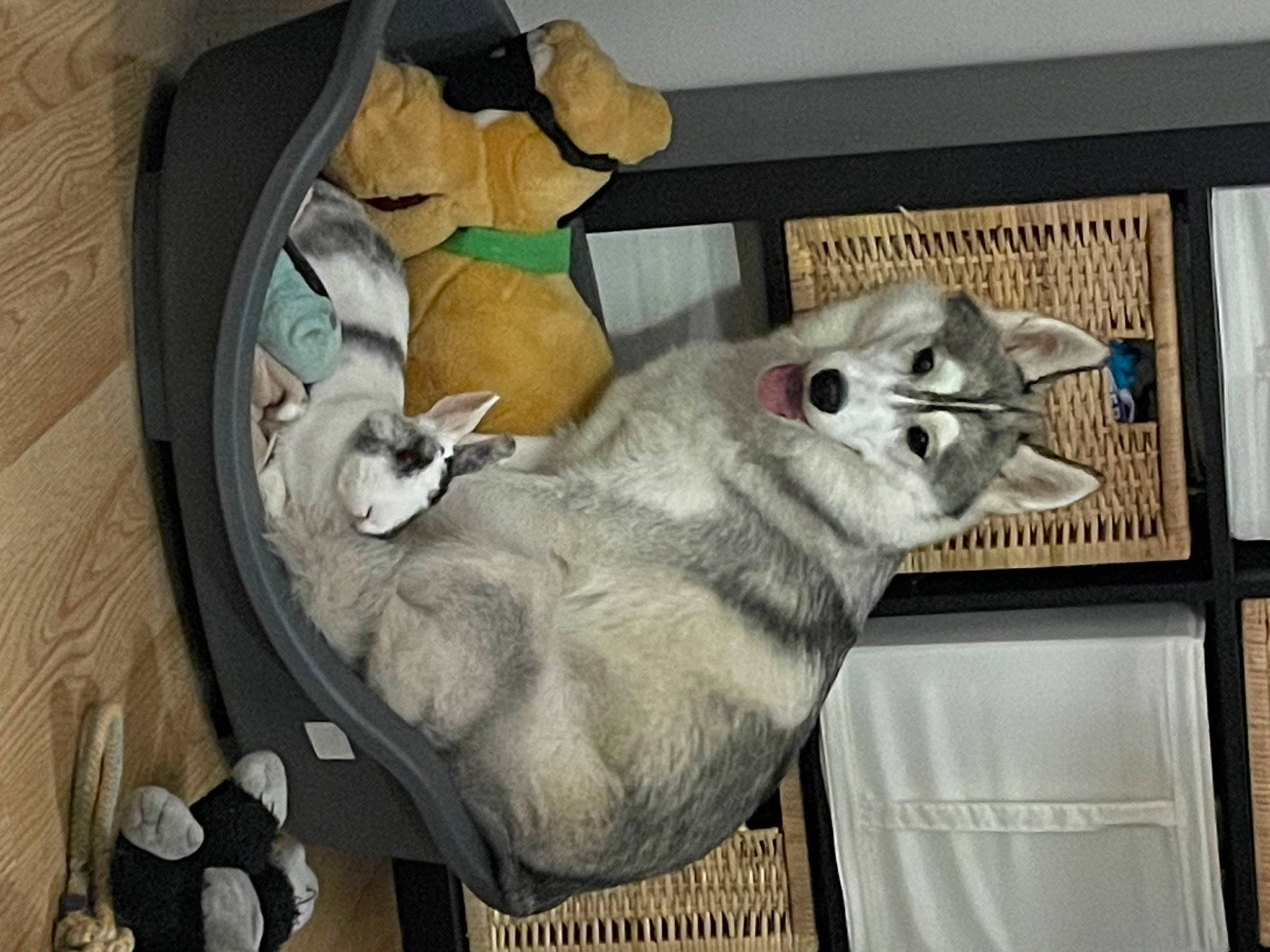 Naya a rejoint le concours — aidez-le/la à gagner de superbes lots ! animal_shelter, canidae, carnivore, chinchilla, companion_dog, dog_breed, domestic_short_haired_cat, felidae, fur, room, sheep, small_to_medium_sized_cats, sporting_group, tail, whiskers, wood, wool, working_animal