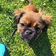 Taïlyo participe au concours pour gagner de l'argent avec cette photo : puppy, dog, grass, leash, outdoor, pet, cute, animal, fur, small_dog, sunlight, greenery, closeup, looking_up, adorable, young_dog, nature, playful, canine, daylight