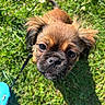 puppy, dog, grass, leash, outdoor, pet, cute, animal, fur, small_dog, sunlight, greenery, closeup, looking_up, adorable, young_dog, nature, playful, canine, daylight