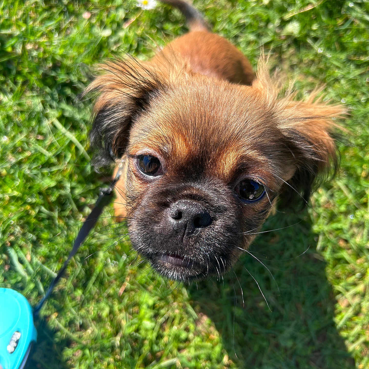 Taïlyo participe au concours pour gagner de l'argent avec cette photo : puppy, dog, grass, leash, outdoor, pet, cute, animal, fur, small_dog, sunlight, greenery, closeup, looking_up, adorable, young_dog, nature, playful, canine, daylight