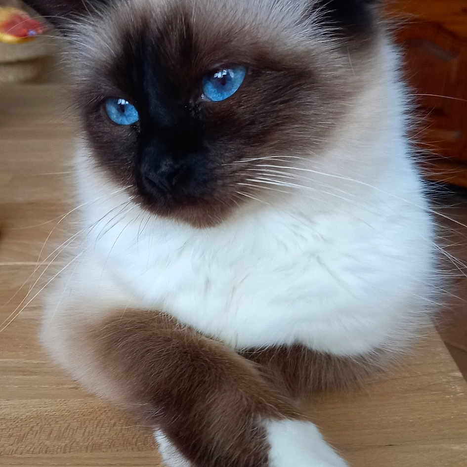 Sybelle