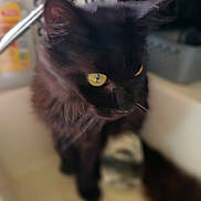 Cristal participe au concours pour gagner de l'argent avec cette photo : cat, black_cat, yellow_eyes, sink, indoor, pet, feline, curious, fur, whiskers, domestic_animal, household, blurry_background, animal, mammal, cute, companion, closeup, portrait, faucet
