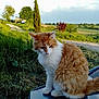 Croquette a rejoint le concours — aidez-le/la à gagner de superbes lots ! cat, orange_cat, white_cat, fluffy_cat, animal, pet, car, car_hood, grass, trees, countryside, nature, outdoor, sky, clouds, greenery, feline, fur, sitting, peaceful