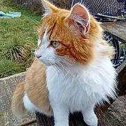 Croquette a rejoint le concours — aidez-le/la à gagner de superbes lots ! cat, orange_cat, white_fur, fluffy, sitting, bench, outdoor, grass, bicycle, basket, curious, pet, animal, side_view, whiskers, nature, feline, fur, ears, paws