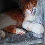 Croquette a rejoint le concours — aidez-le/la à gagner de superbes lots ! cat, orange_cat, white_cat, pet, feline, paw, whiskers, fur, indoor, soft_texture, relaxed, resting, curious, animal, cute, mammal, closeup, cozy, gray, plush