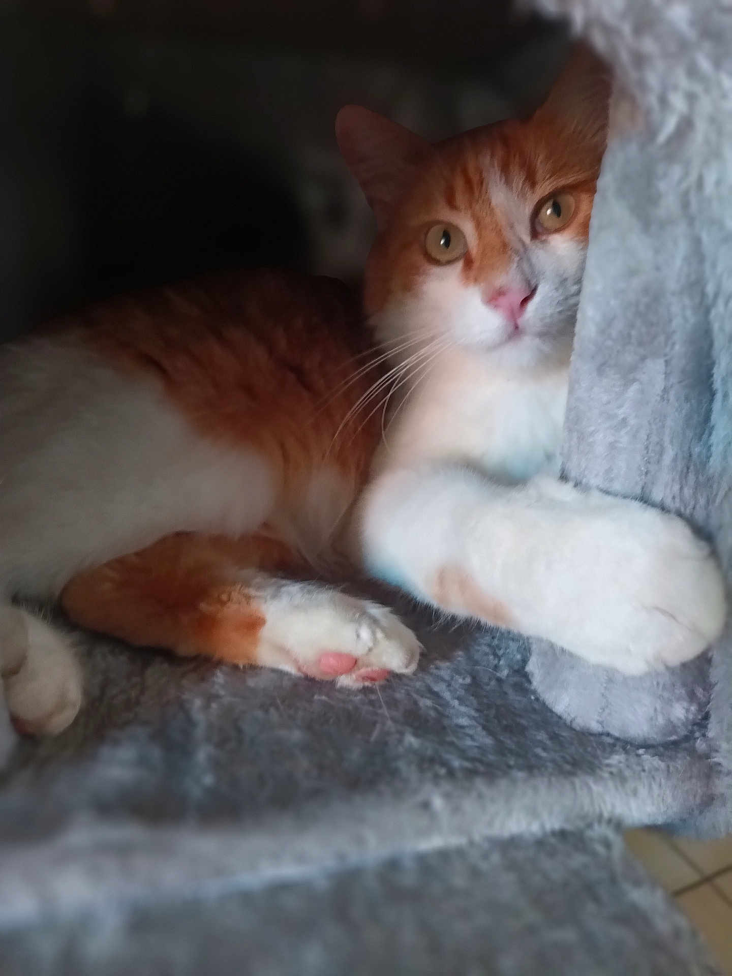 Croquette
