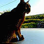 cat, black_cat, animal, pet, outdoor, sunlight, nature, greenery, bicycle, hill, sky, reflection, feline, grass, daylight, peaceful, scenic, sitting, profile, whiskers