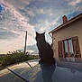cat, black_cat, animal, pet, car_roof, reflection, sunset, cloudy_sky, house, window, shutters, chimney, countryside, nature, outdoor, silhouette, quiet, peaceful, evening, shadow