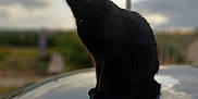 Ouligan a rejoint le concours — aidez-le/la à gagner de superbes lots ! black_cat, cat, animal, pet, outdoor, sky, cloudy, reflection, silhouette, nature, feline, sitting, alone, mood, evening, shadow, ears, tail, wildlife, mysterious