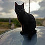 black_cat, cat, animal, pet, outdoor, sky, cloudy, reflection, silhouette, nature, feline, sitting, alone, mood, evening, shadow, ears, tail, wildlife, mysterious