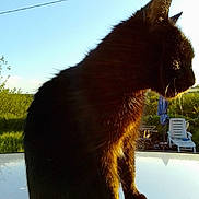 Ouligan a rejoint le concours — aidez-le/la à gagner de superbes lots ! cat, black_cat, animal, outdoor, sunlight, reflection, fur, grass, chair, umbrella, nature, pet, sitting, profile, daylight, garden, calm, peaceful, backlit, whiskers
